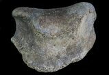 Hadrosaur (Duck-Billed Dinosaur) Toe Bone - Montana #66471-1